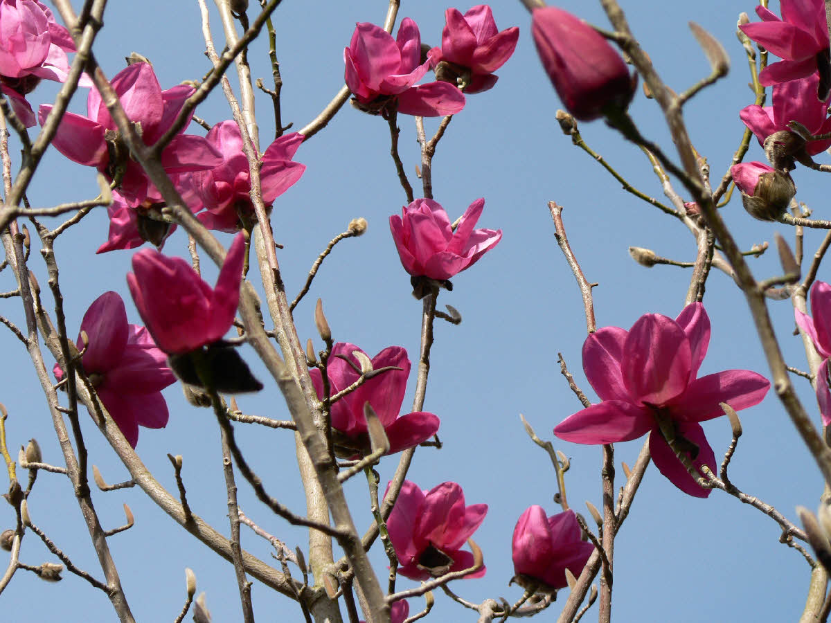 Magnolia campbellii sub species mollicomata Lanarth